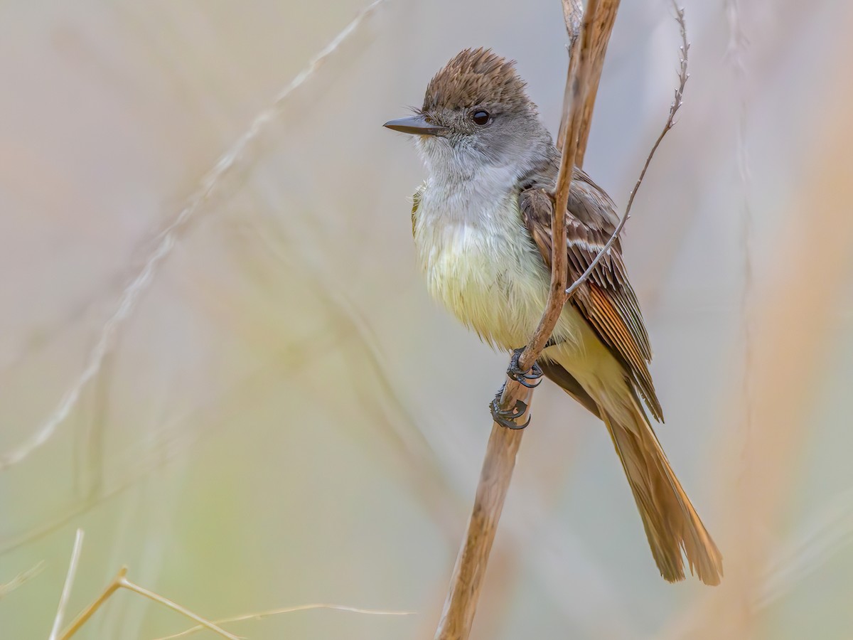 Ash-throated Flycatcher - Myiarchus cinerascens - Birds of the World