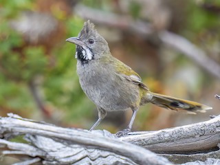  - Western Whipbird (Black-throated)