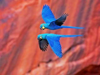  - Indigo Macaw