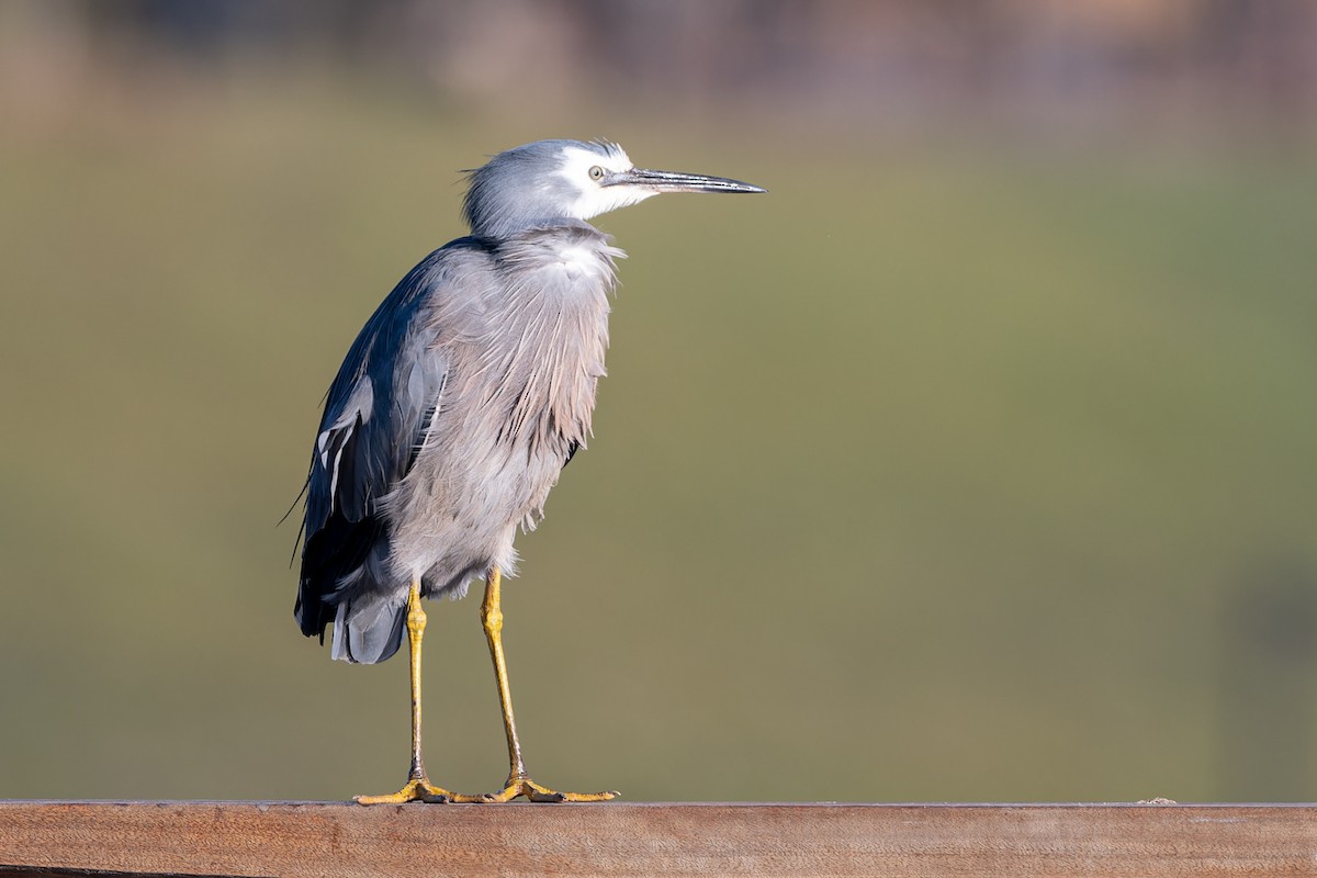 eBird Checklist - 10 Jul 2024 - Stamford Park Wetlands - 34 species