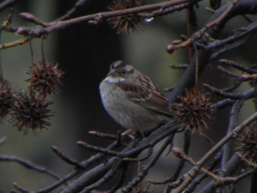 White-throated Sparrow - ML62134211