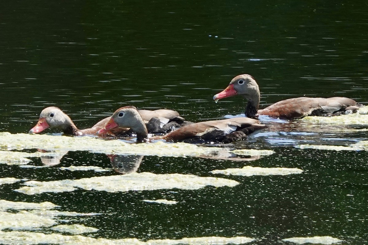 eBird Checklist - 10 Jul 2024 - Stakeout Black-bellied Whistling-Ducks ...