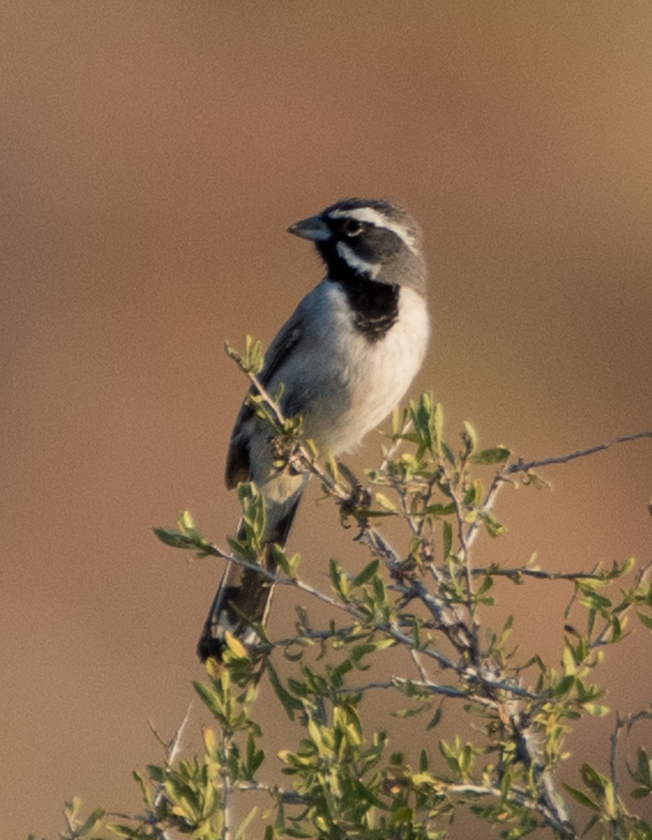 eBird Checklist - 10 Jul 2024 - Ivins Reservoir (Fire Lake Park) - 34 ...