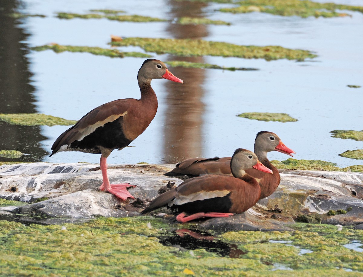 eBird Checklist - 10 Jul 2024 - Stakeout Black-bellied Whistling-Ducks ...