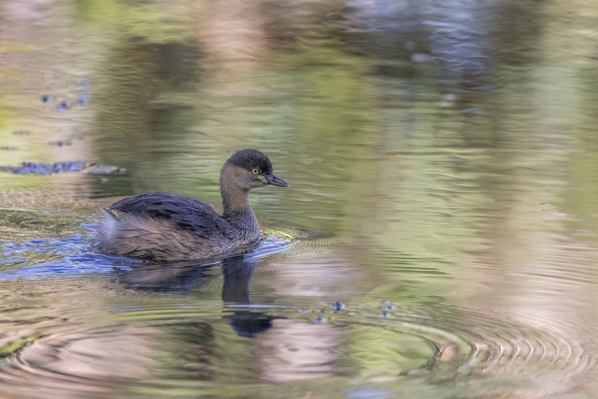 eBird Checklist - 10 Jul 2024 - Cairns Botanical Gardens and Centenary ...