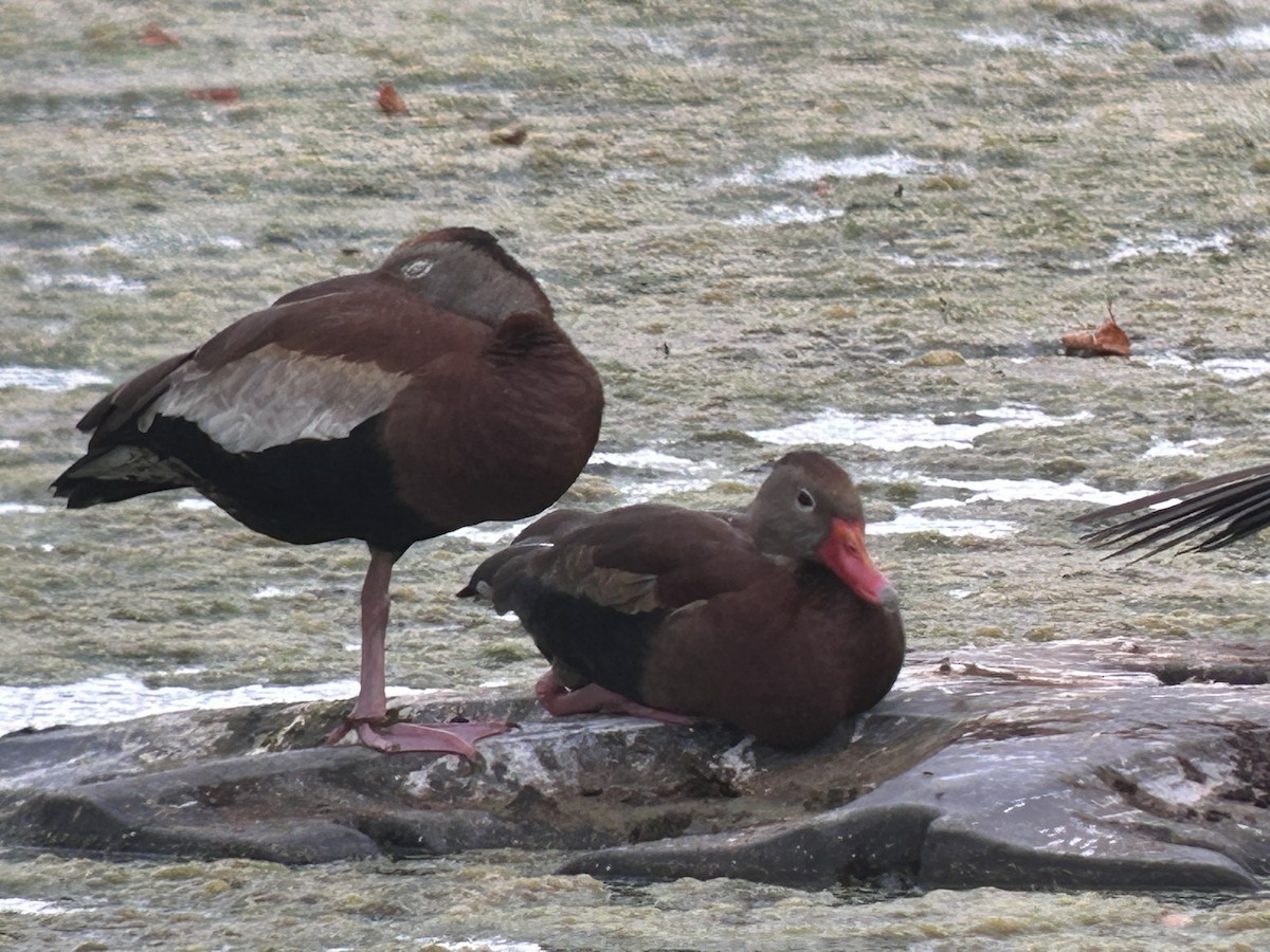 eBird Checklist - 10 Jul 2024 - Stakeout Black-bellied Whistling-Ducks ...