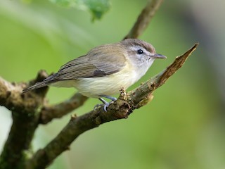  - Brown-capped Vireo