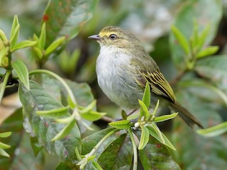  - Choco Tyrannulet