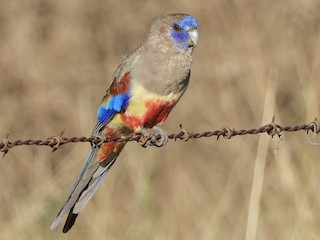 Sasha Grey porno yigit qiz dosti