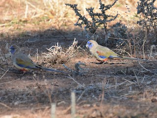 Katta it bilan jinsiy aloqani tomosha qiling