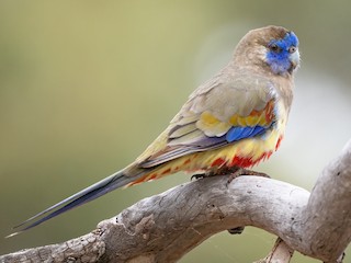 Adult (Red-vented) - David Sinnott - ML621371711