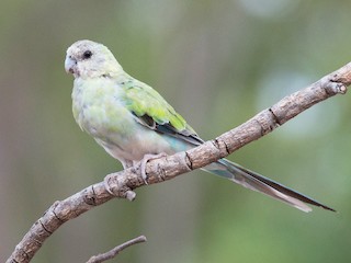 キビタイヒスイインコ - eBird