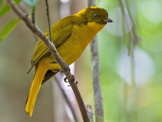 Male - Laurie Ross | Tracks Birding & Photography Tours - ML621372294