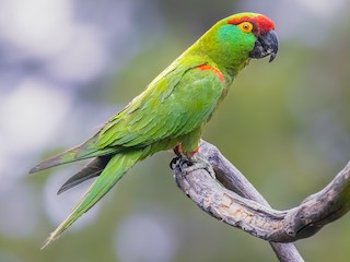 ハシブトインコ - eBird