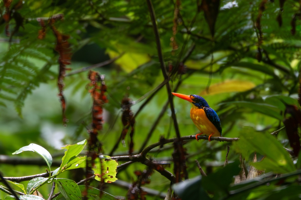 Manus Dwarf-Kingfisher - eBird