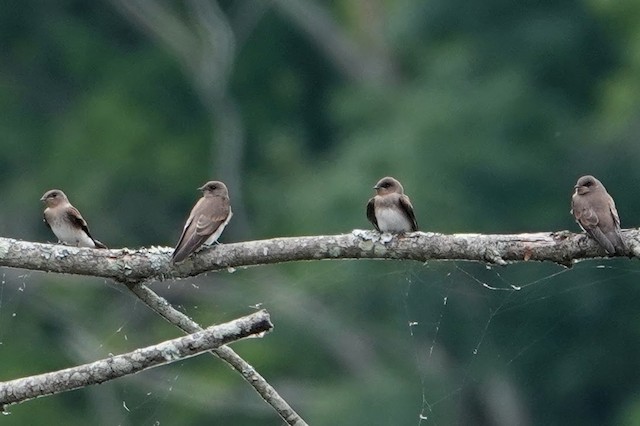 Northern Rough-winged Swallow ML621405862