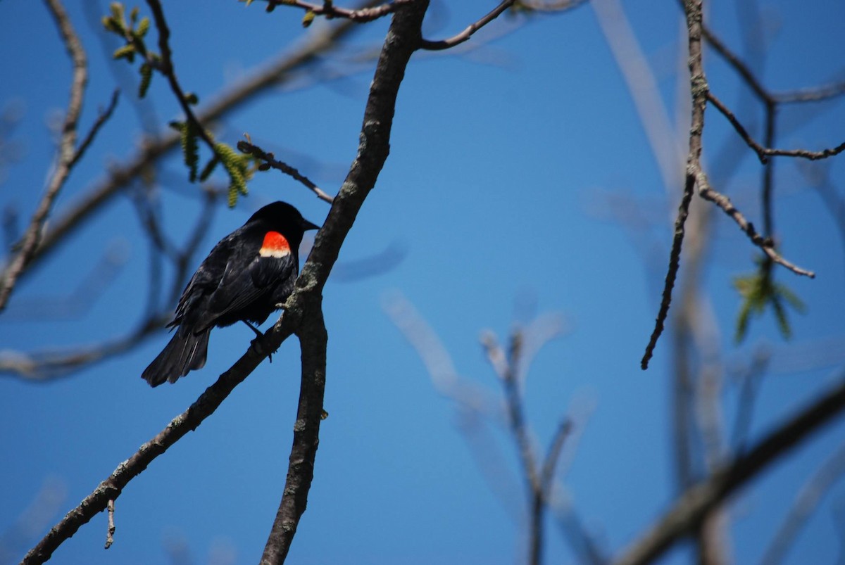 Red-winged Blackbird - ML62141131