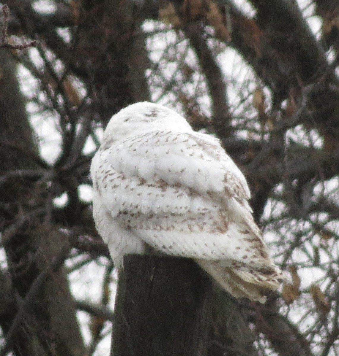 Snowy Owl - ML62141161