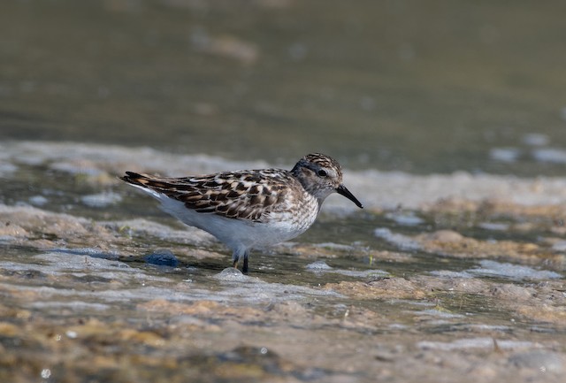 Least Sandpiper at Ebey's Landing by Chris McDonald