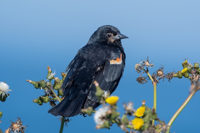 Red-winged Blackbird at Ebey's Landing by Chris McDonald