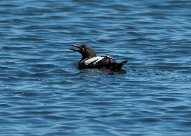 Pigeon Guillemot at Fort Casey State Park by Chris McDonald