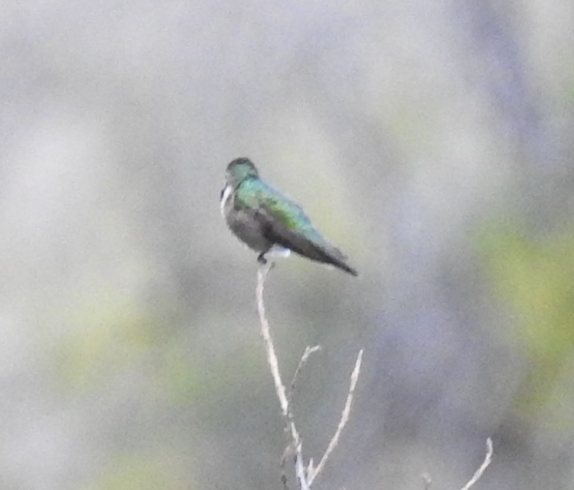 Broad-tailed Hummingbird - ML62142961