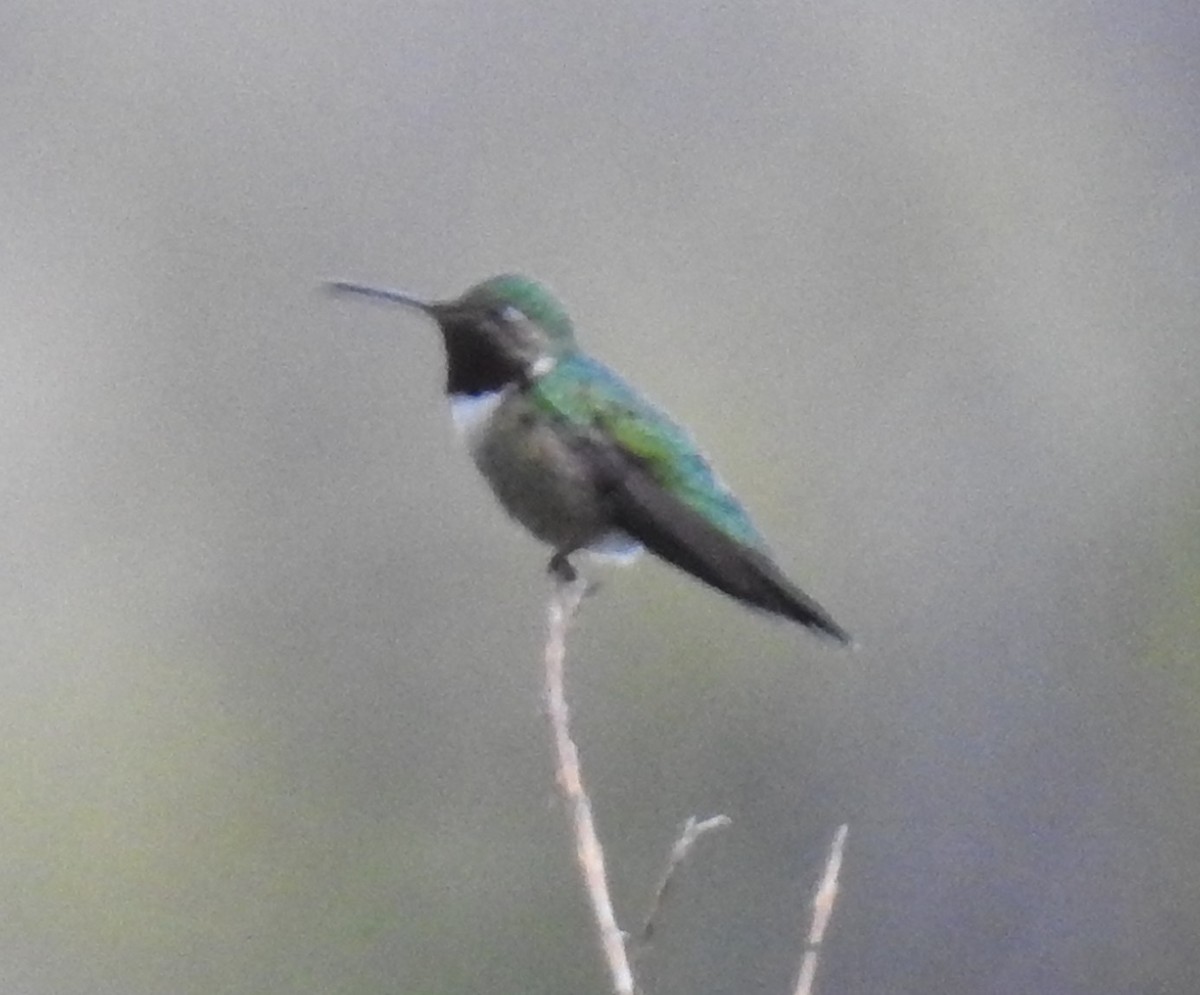 Broad-tailed Hummingbird - ML62142981