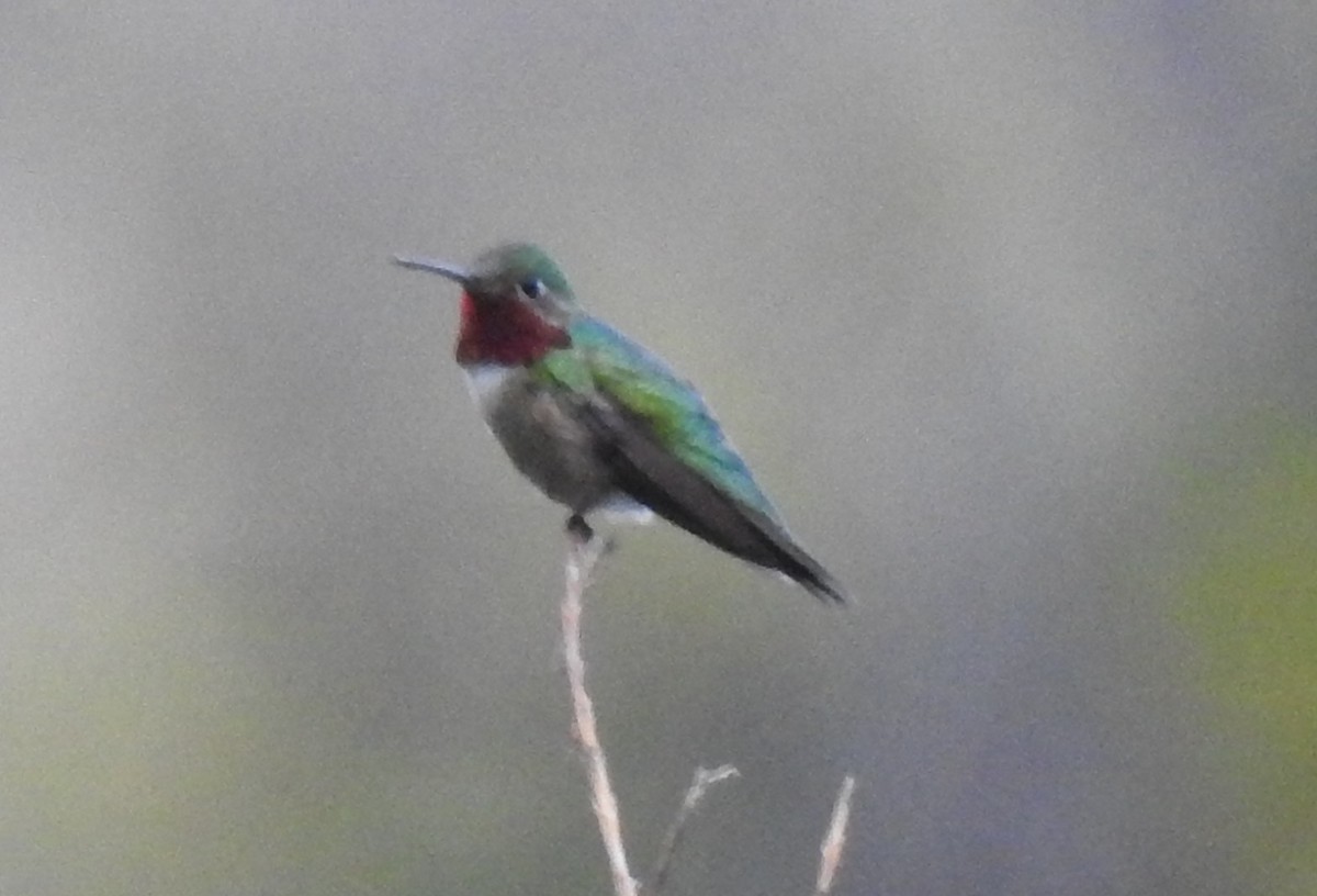 Broad-tailed Hummingbird - Shane Sater