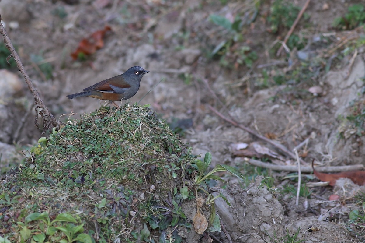 Maroon-backed Accentor - Peter Hosner