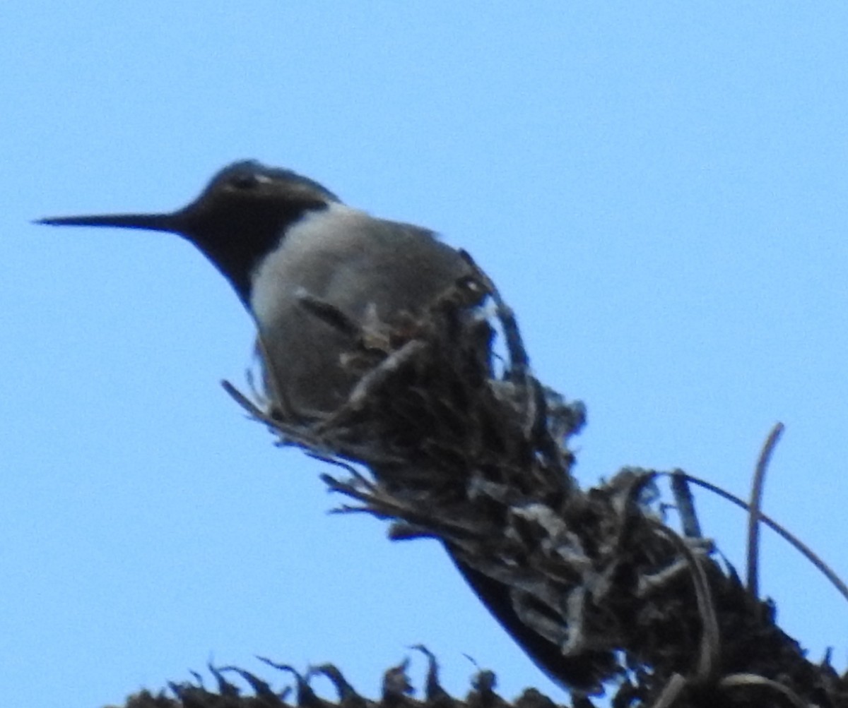 Broad-tailed Hummingbird - ML62143071