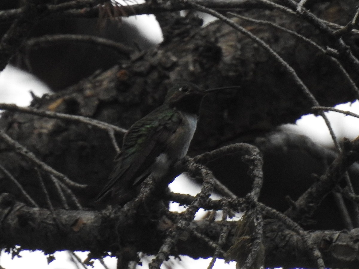 Broad-tailed Hummingbird - ML62143081