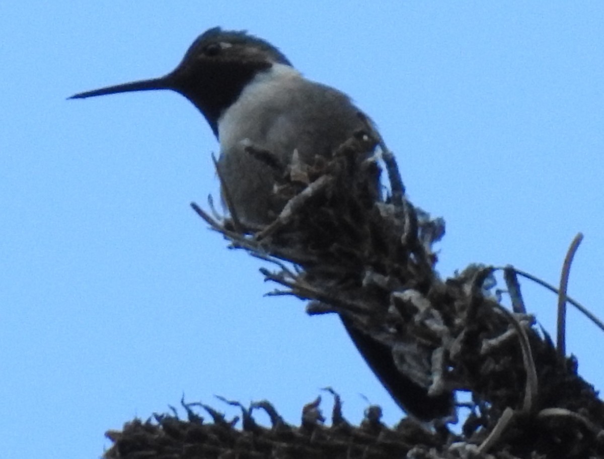Broad-tailed Hummingbird - ML62143091