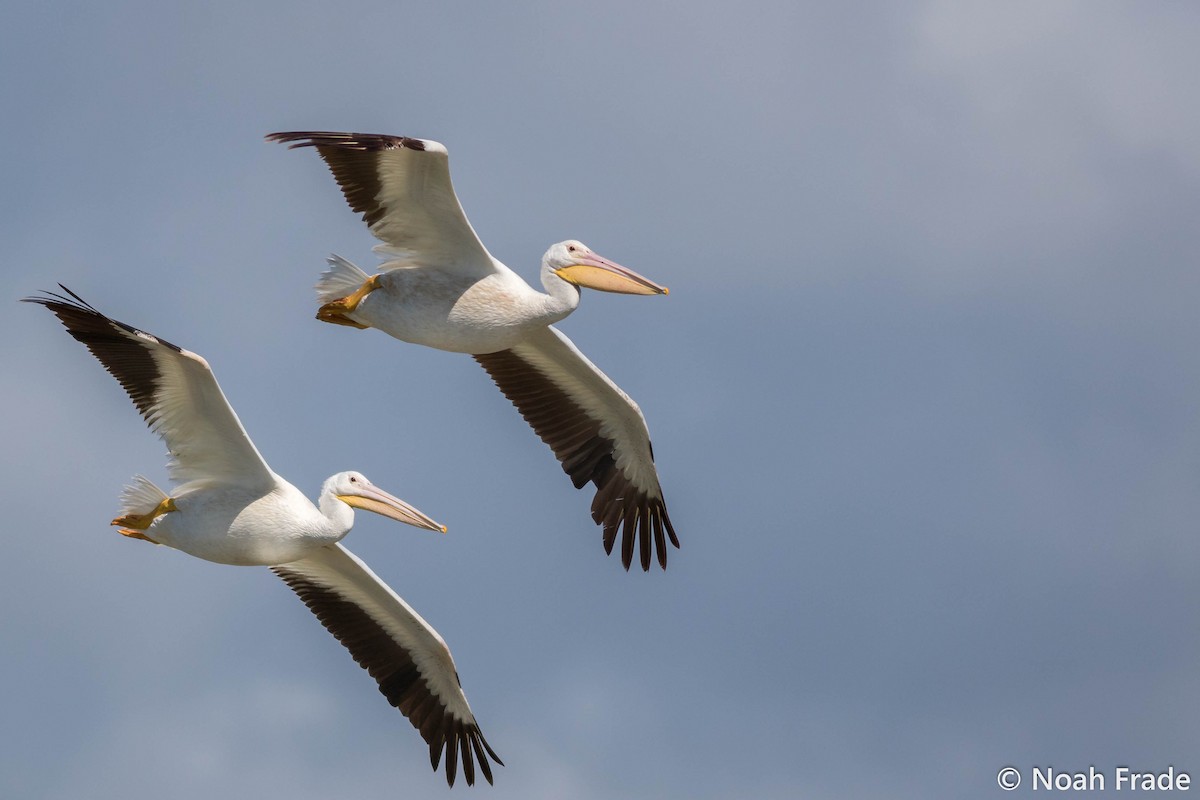 American White Pelican - Noah Frade