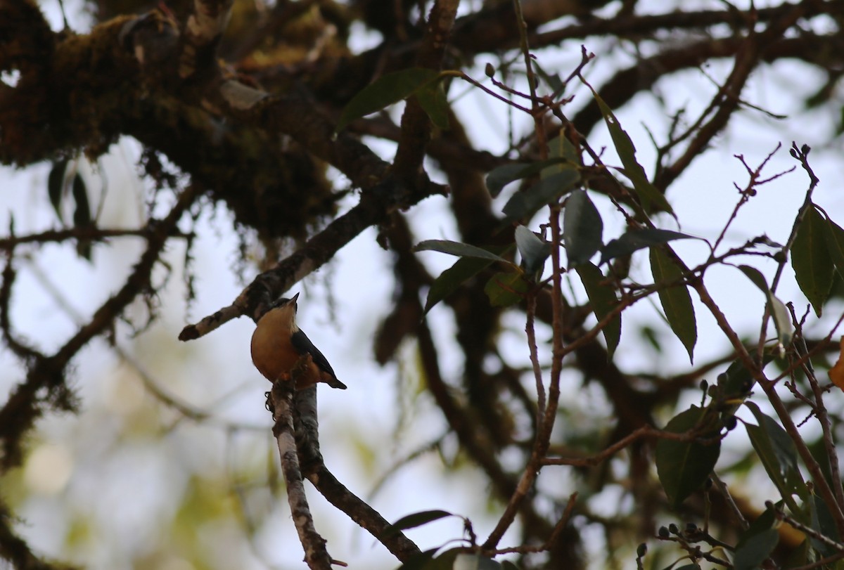 White-tailed Nuthatch - ML62143281