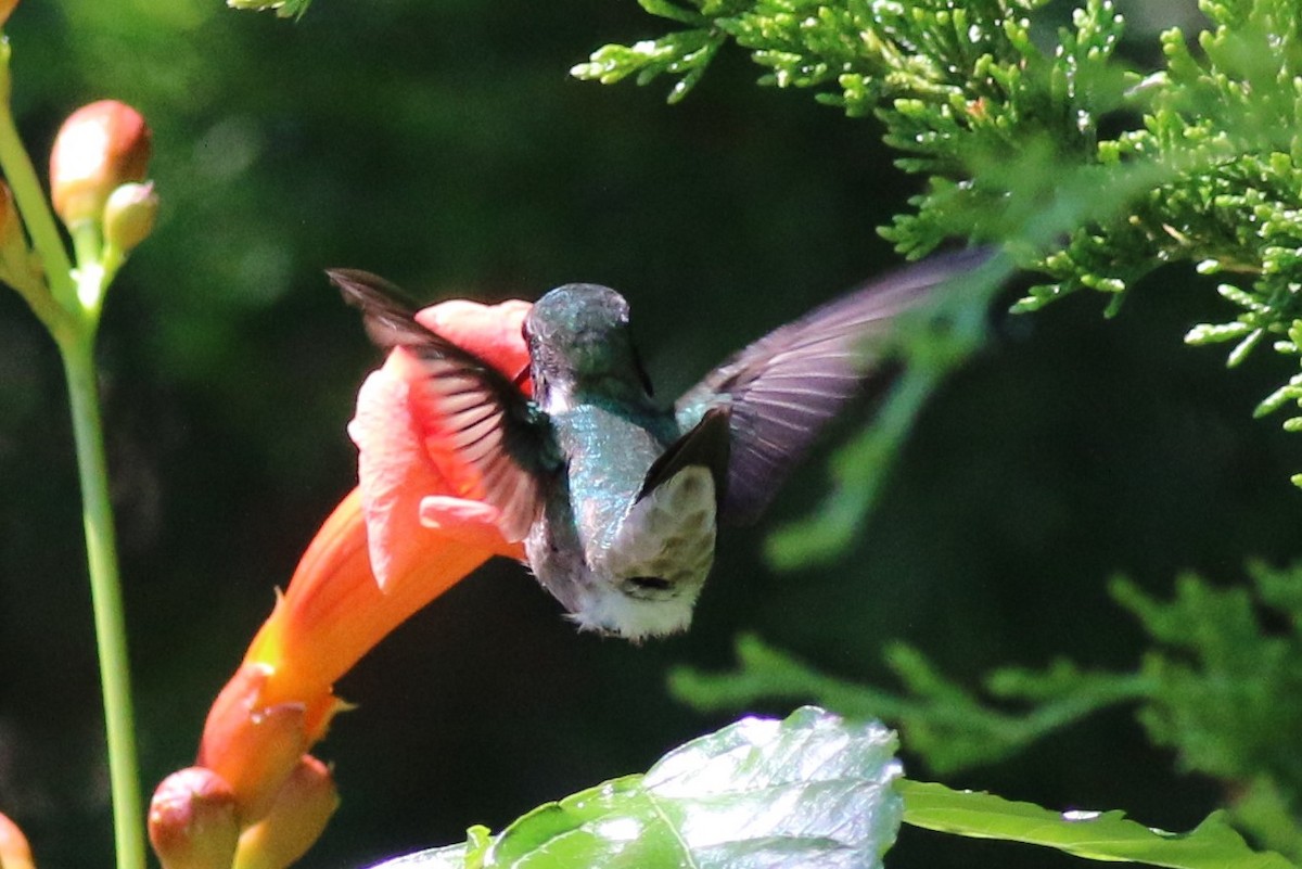Ruby-throated Hummingbird - ML62143571
