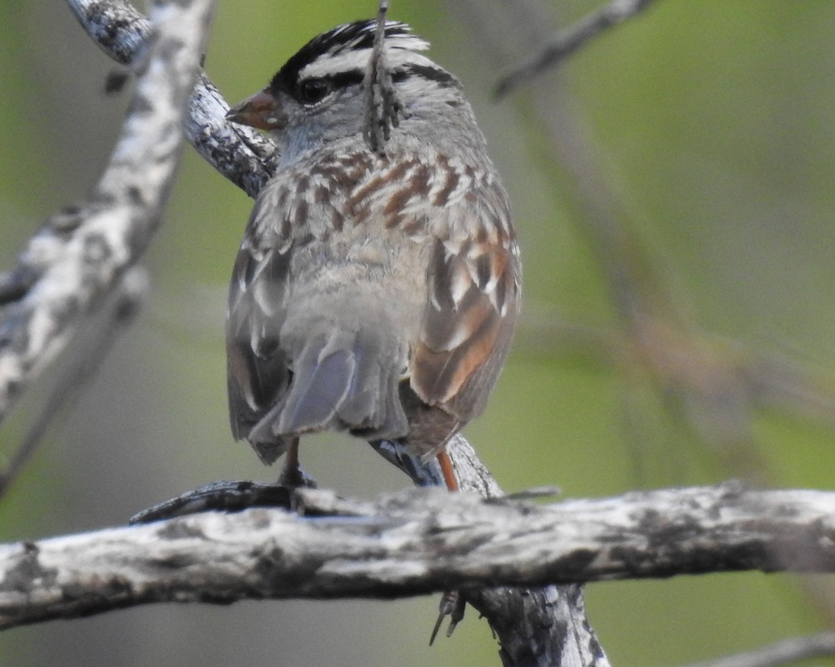 White-crowned Sparrow - ML62143891