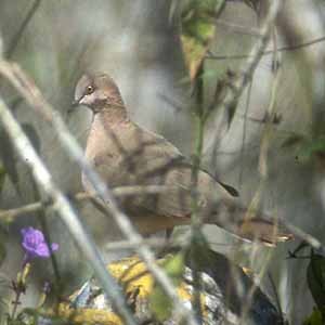 White-tipped Dove - Don Roberson