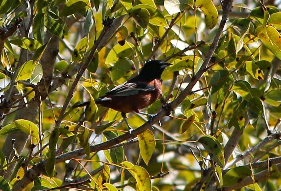 Orchard Oriole - ML62144271