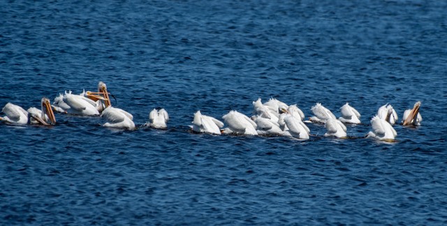 American White Pelican at Crockett Lake by Chris McDonald