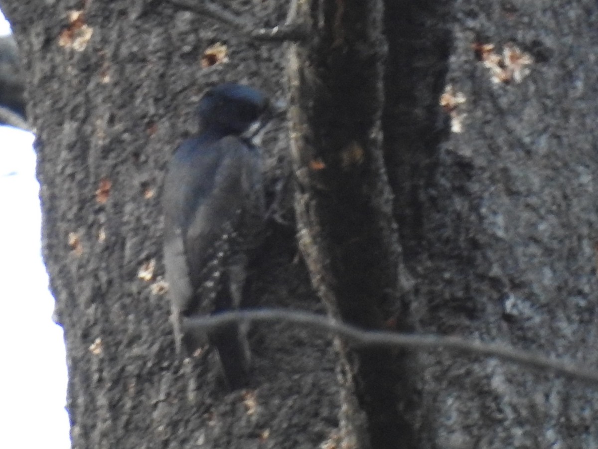 Black-backed Woodpecker - ML62145281
