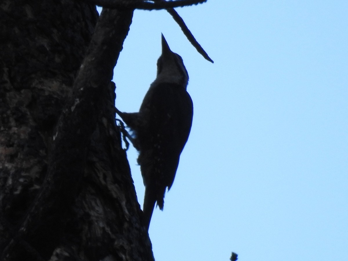 Black-backed Woodpecker - ML62145301