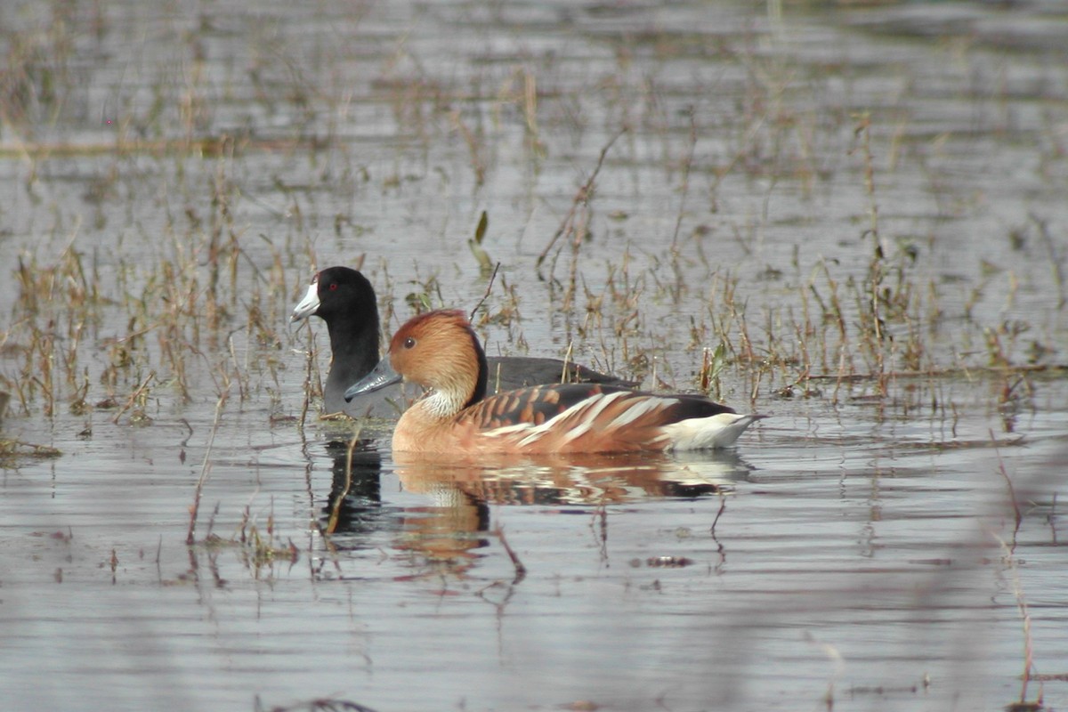 Fulvous Whistling-Duck - Cory Gregory