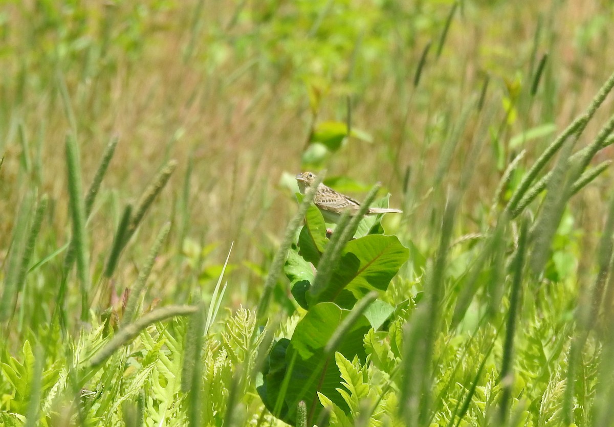 Grasshopper Sparrow - Sandi Jacques