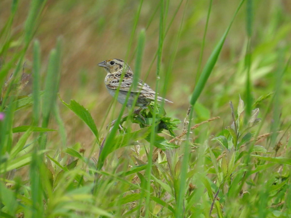 Grasshopper Sparrow - Sandi Jacques