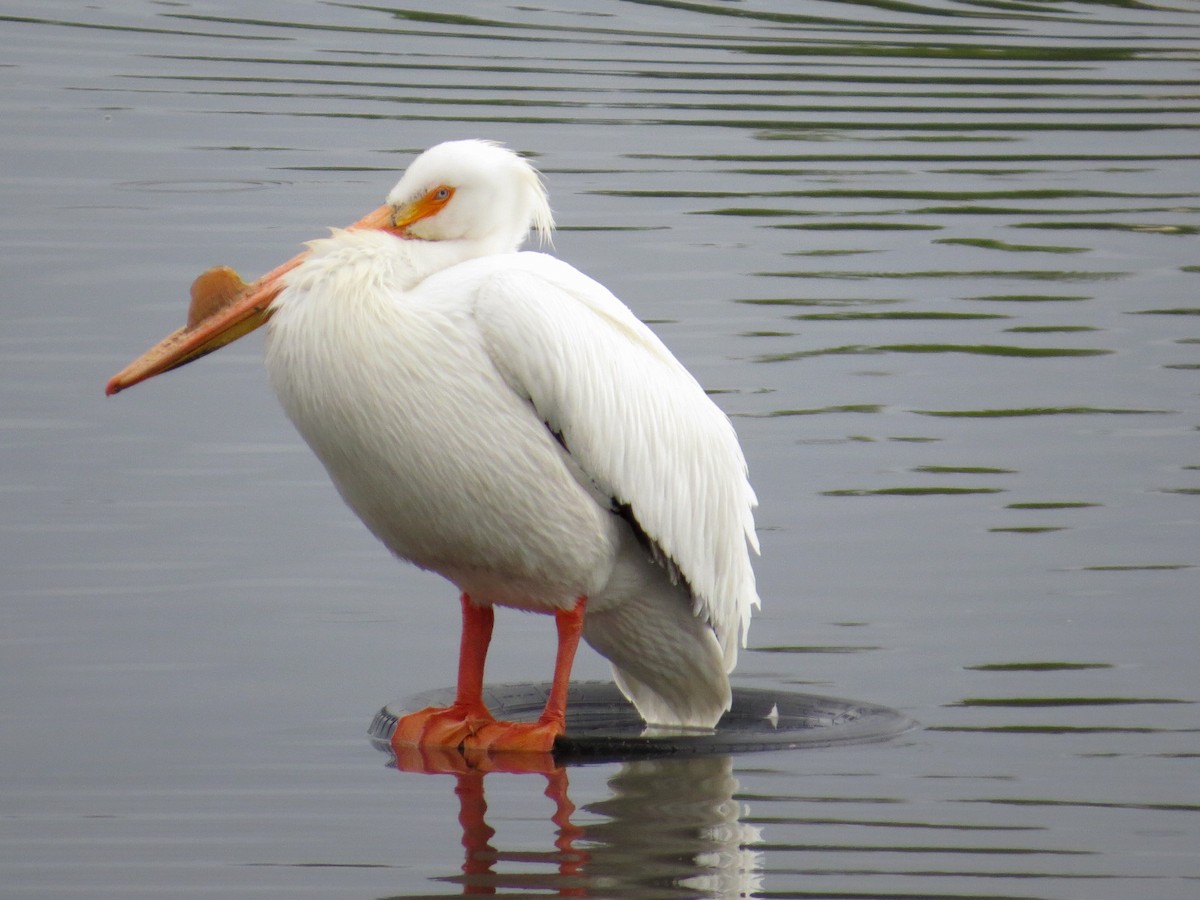 pelikán severoamerický - ML62150411