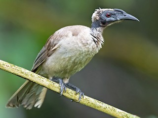 Helmeted Friarbird - eBird