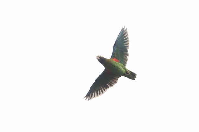 Brown-hooded Parrot