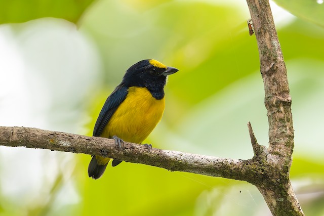 Spot-crowned Euphonia