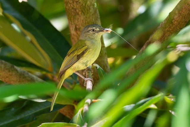 Yellow-olive Flatbill