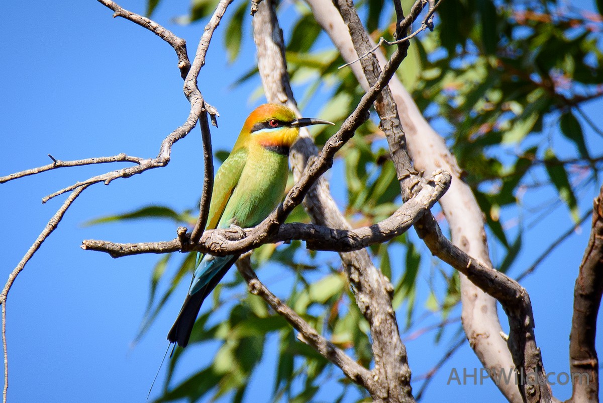 Rainbow Bee-eater - Adam Higgins